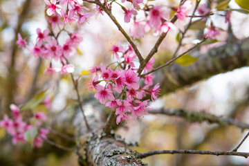 Pink Cherry blossom or sakura flower.