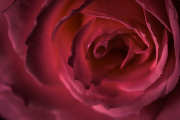 Red rose flower petals. Soft focus, abstract floral background.