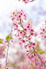 Pink Cherry blossom or sakura flower.