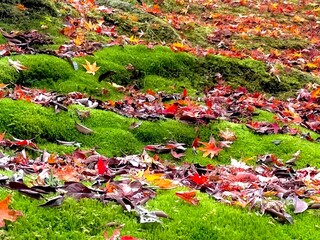 京都の寺の片隅