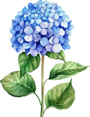 Obraz premium Hydrangea flowers isolated on transparent background. PNG