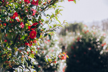 photo with camellia flowers