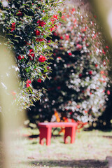 photo with camellia flowers