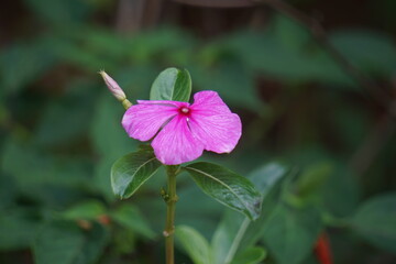 Catharanthus roseus (bright eyes, Cape periwinkle, graveyard plant, Madagascar periwinkle, old...