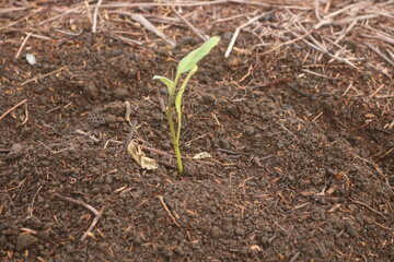 moist soil and tree growing in human hand, on bright green background. Saving the environment, saving clean planet, ecology concept. let's be a healthy nature