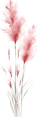 Pink Pampas Rustic Bohemian isolated on transparent background. PNG