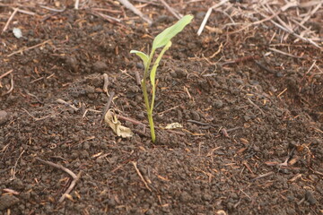 moist soil and tree growing in human hand, on bright green background. Saving the environment, saving clean planet, ecology concept. let's be a healthy nature