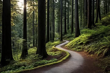 Poster Evergreen forest with a winding forest path © KerXing