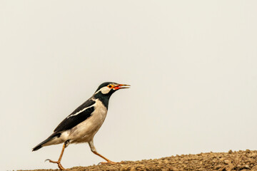 Indian Pied Starling at Chilika Lake, India