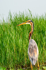 Purple Heron in grassland at Chilika lake Manglajodi, India.