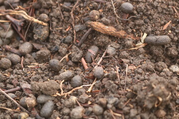 moist soil and tree growing in human hand, on bright green background. Saving the environment, saving clean planet, ecology concept. let's be a healthy nature