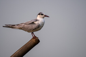 Whiskered Tern on perch at Chilika lake, India