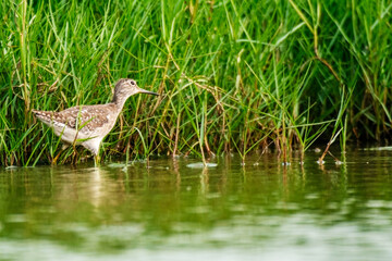 Willet at Chilika lake Manglajodi bird Sanctuary