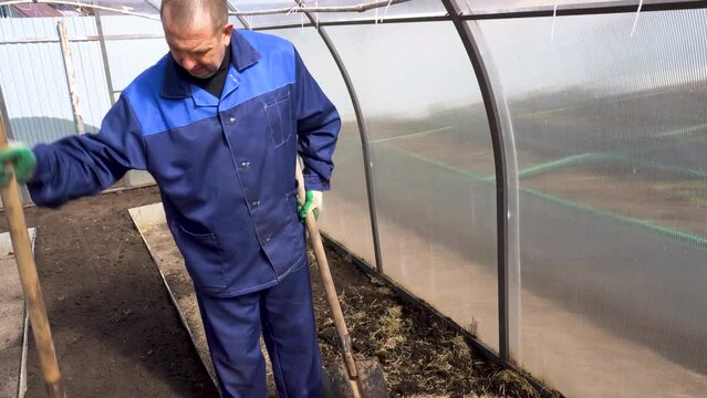 A man works in a vegetable garden in early spring. Digs the ground.    working in a greenhouse
