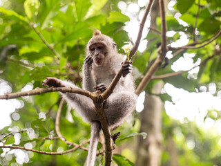 Portrait of a macaque sitting on a tree against the background of the jungle. The monkey looks thoughtfully. Behavior of Monkeys in their natural habitat. Monkey forest in Ubud.