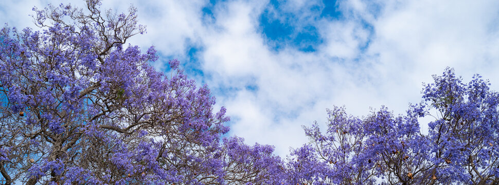 Spring banner. Pink violet blossom tree on blue sky background. Spring blossom, branch of a blossoming tree.