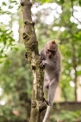 Portrait of a macaque sitting on a tree against the background of the jungle. The monkey looks thoughtfully. Behavior of Monkeys in their natural habitat. Monkey forest in Ubud.