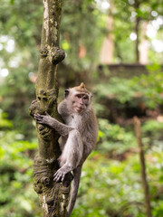 Naklejka na ściany i meble Portrait of a macaque sitting on a tree against the background of the jungle. The monkey looks thoughtfully. Behavior of Monkeys in their natural habitat. Monkey forest in Ubud.