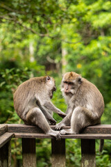 Naklejka na ściany i meble monkeys looking for fleas, macaques, care