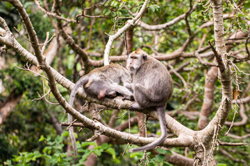 monkeys looking for fleas, macaques, 
care