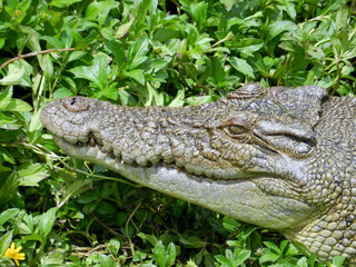Saltwater Crocodile, Queensland, Australia