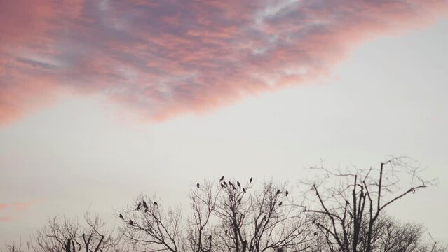 crows sitting on a tree in the sunset, and scary clouds are moving.