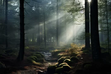 Rolgordijnen A photograph showcasing the enchanting play of light and shadow in a forest © KerXing