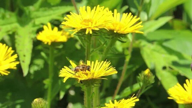 【山野草】ミズギク（水菊）： Inula ciliaris