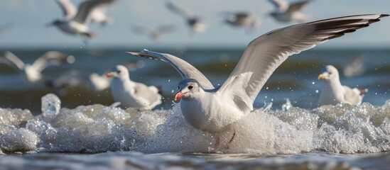 Fototapeta premium a flock of seagulls are flying over the ocean . High quality