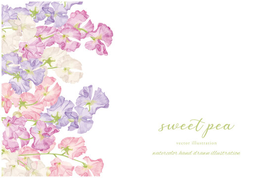 スイートピーの立て絵 スイトピー」の写真素材 | 30,024件の無料イラスト画像 | Adobe Stock