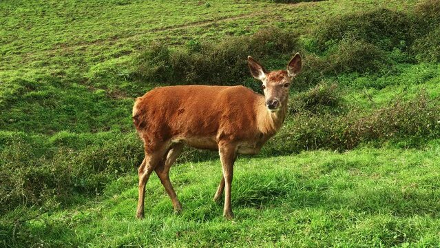 Ciervo comiendo en el campo un dia de sol