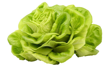 lettuce butterhead fresh vegetable looks delicious in taste isolated on white background or png transparent background