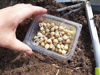 Planting peas. Sprouted peas with the image of the hand.