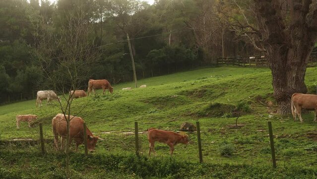 Vacas comiendo hierba en una granja durante una tarde soleada