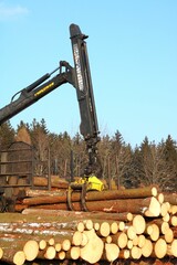 Holszstämme werden auf einen Transporter aufgeladen -Forstarbeiten im Frühjahr
