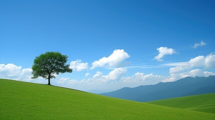 Fototapeta na wymiar grass and blue sky