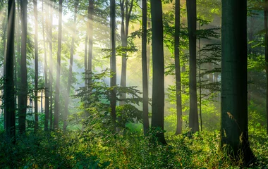 Raamstickers Sunny morning in the forest © Piotr Krzeslak
