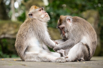 monkeys looking for fleas, macaques, care