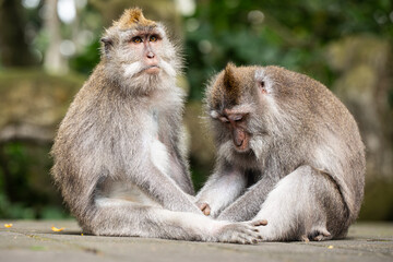 Fototapeta premium monkeys looking for fleas, macaques, care