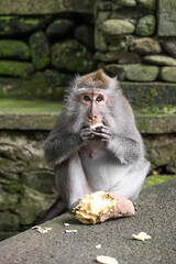 monkeys eating, macaques in natural habitat