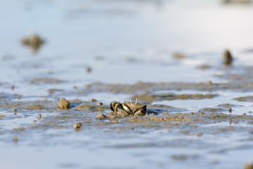 Crab on mudflats