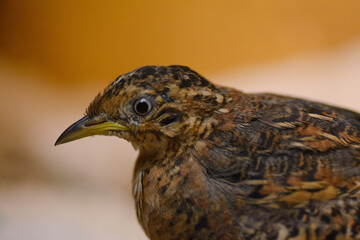 Red-backed Buttonquail Portrait