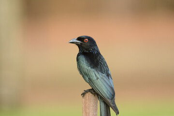 Spangled Drongo on post