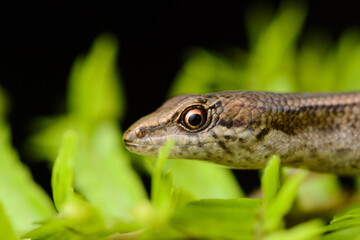 Close up portrait of Basilisk Shadeskink