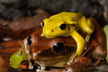 Stony Creek Frogs in amplexus