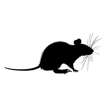 Vector silhouette of a rat, mouse