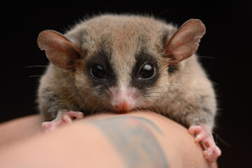 Long-tailed Pygmy Possum on hand