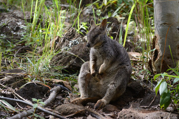 Rock-wallaby Nap