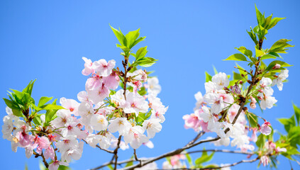 Obraz na płótnie Canvas Beautiful sakura flower (cherry blossom) in spring. sakura tree flower on blue sky.