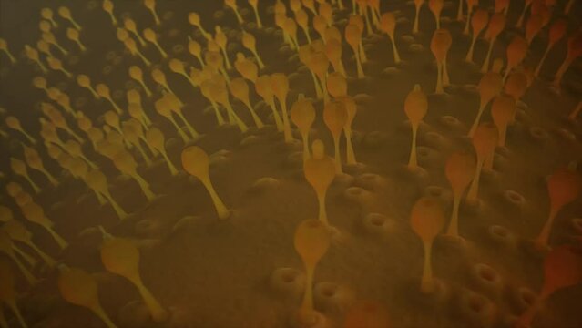 The Micro World Of Viruses And Bacteria. Loop 10-sec. The world is not accessible to the ordinary eye, but hides within itself countless forms of living life.